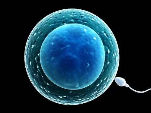 精子与卵子结合需要多久时间？精卵结合需要多长时间？