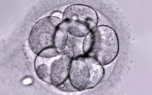 什么样的胚胎适合养囊？哪些人适合囊胚移植？
