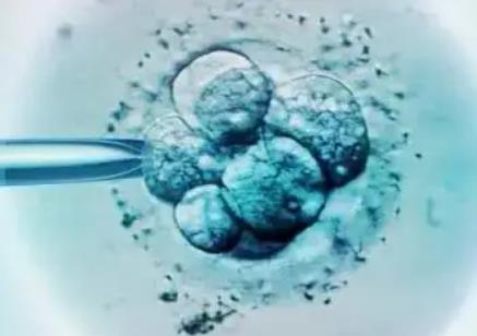 卵泡多能移植鲜胚吗？冻胚移植和鲜胚移植的区别？