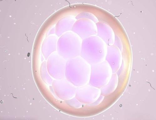 试管胚胎级别怎么看?试管婴儿的胚胎等级怎么区分?