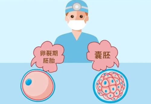 囊胚双胎的几率大吗?试管移植囊胚成功会分裂双胎吗?